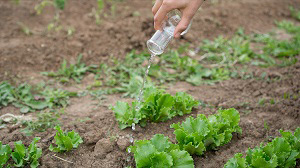 水溶肥料消泡剂的应用场景 水溶肥料消泡剂的应用场景